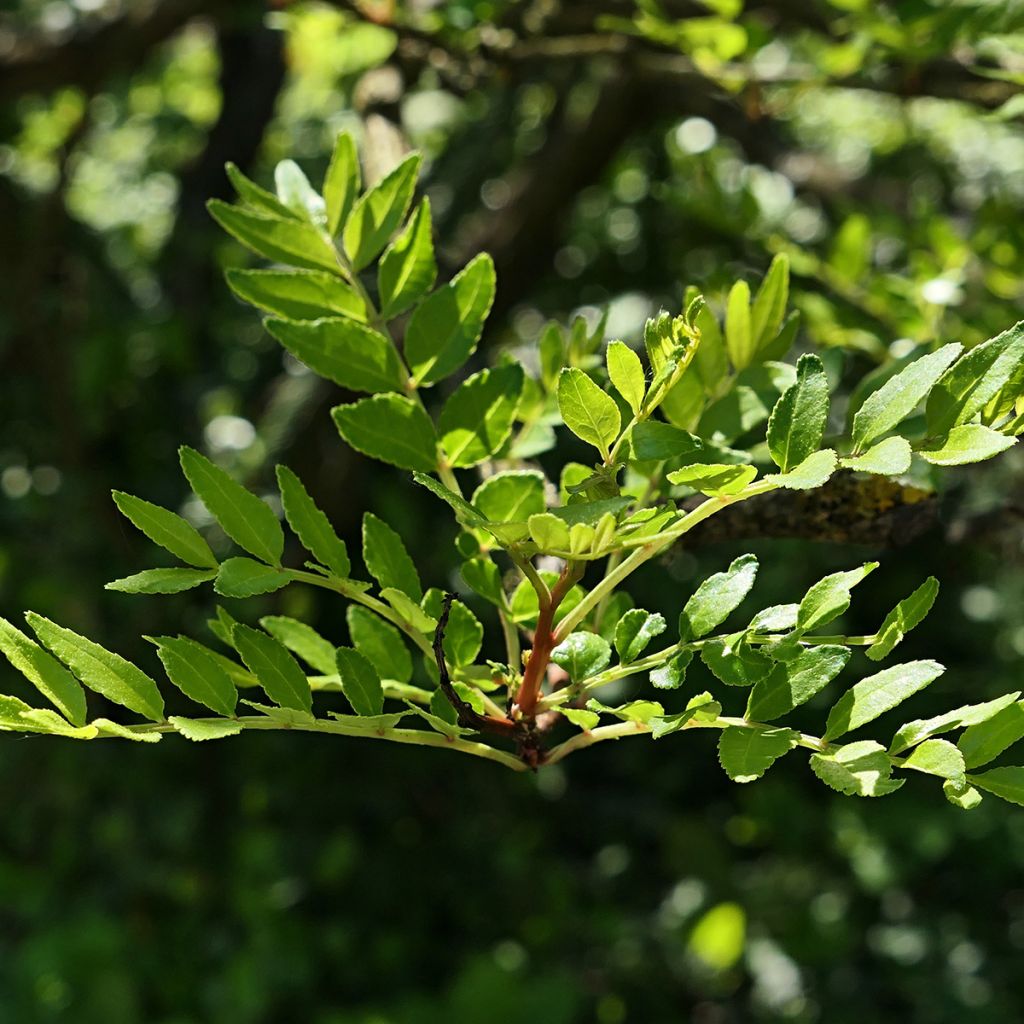 Idänlimopuu - Zanthoxylum schinifolium