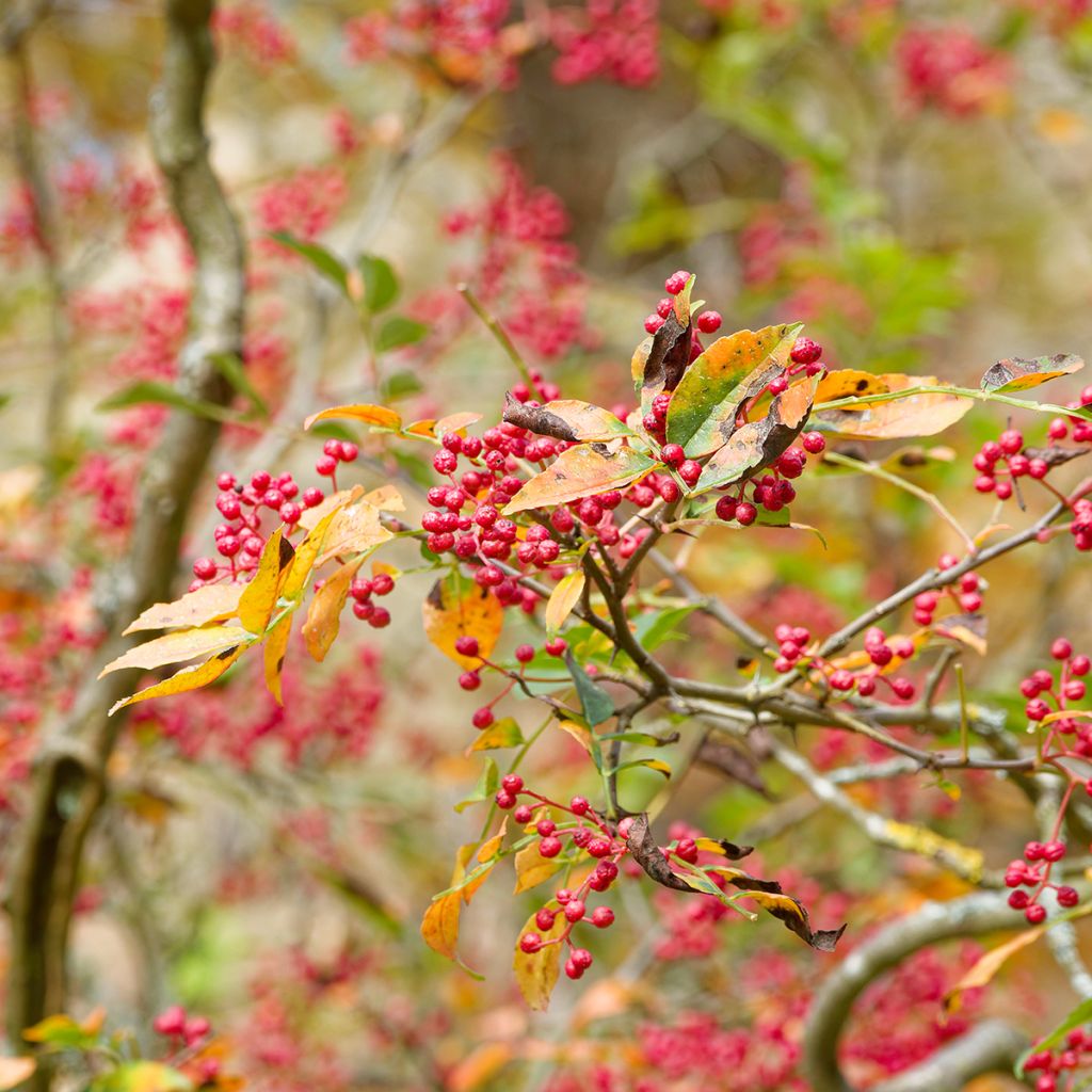 Limopuu - Zanthoxylum simulans
