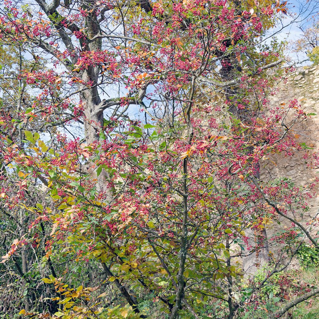 Limopuu - Zanthoxylum simulans