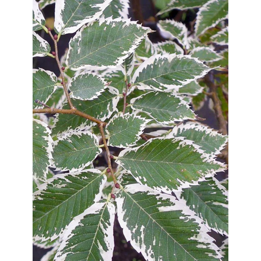 Idänselkova Variegata