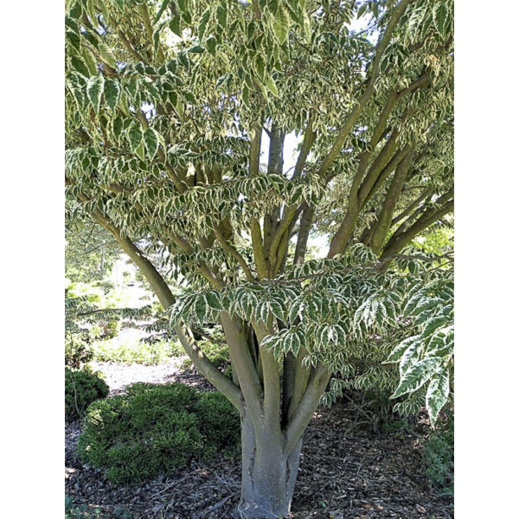 Idänselkova Variegata