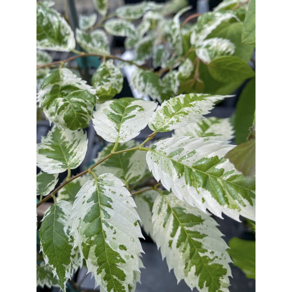 Idänselkova Variegata