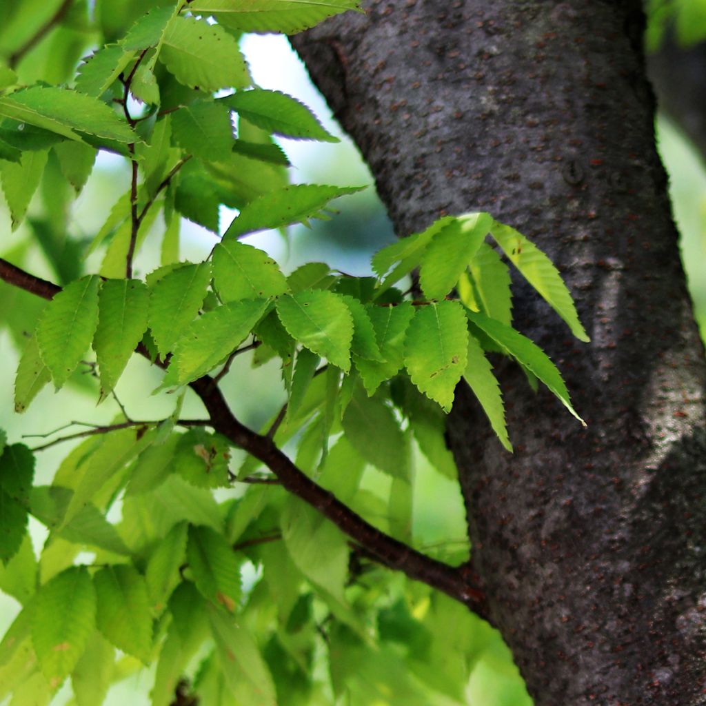 Idänselkova - Zelkova serrata