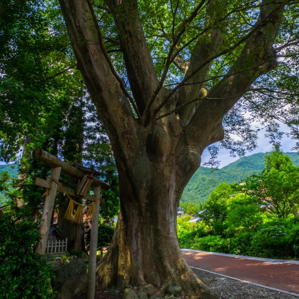 Idänselkova - Zelkova serrata