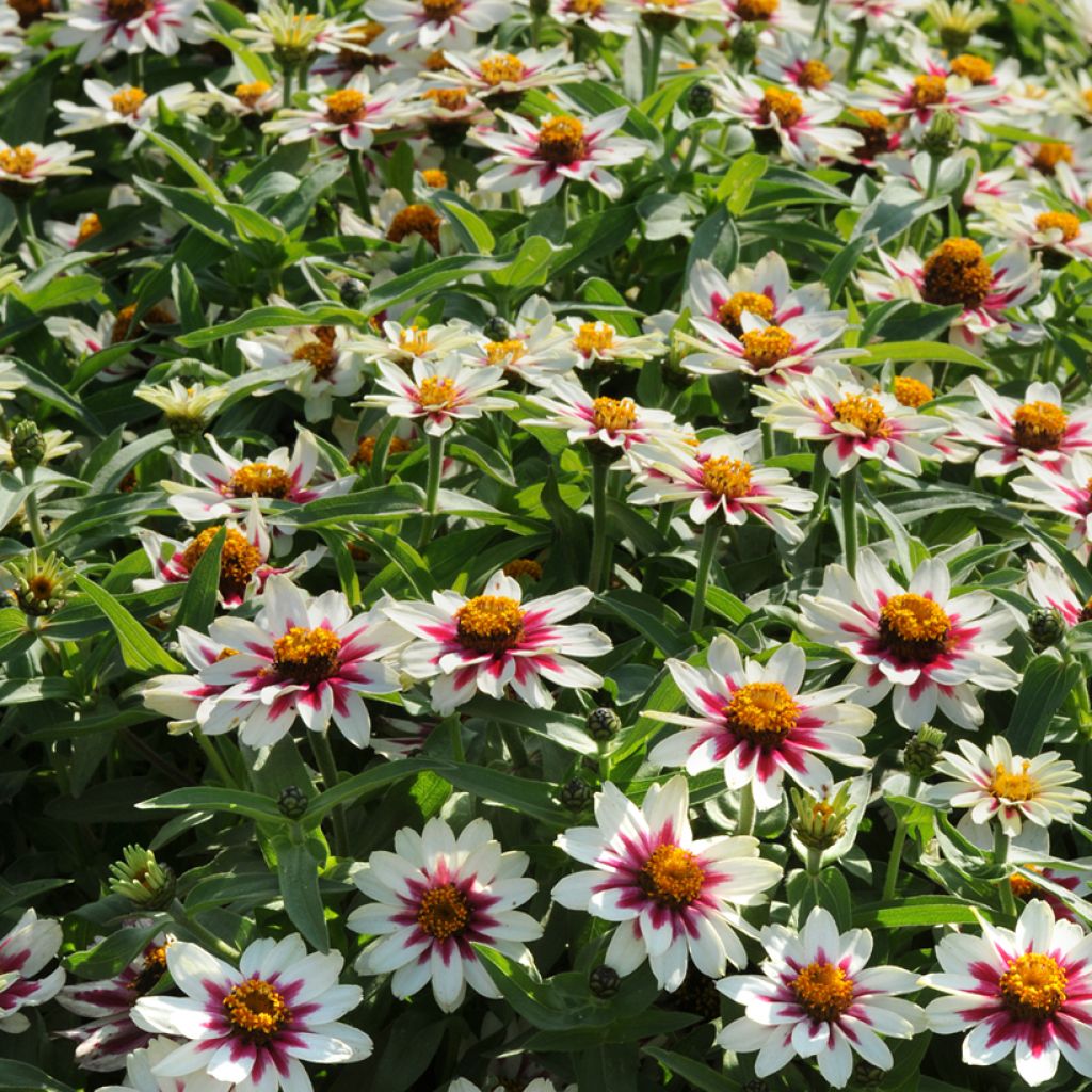 Loistotsinnia Zahara Starlight Rose (siemenet)