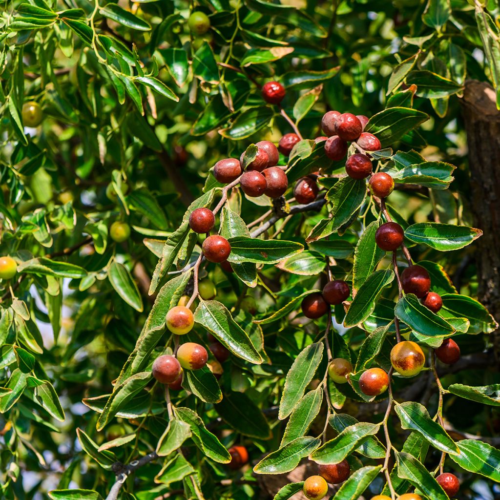 Kiinanjujuba Abundance