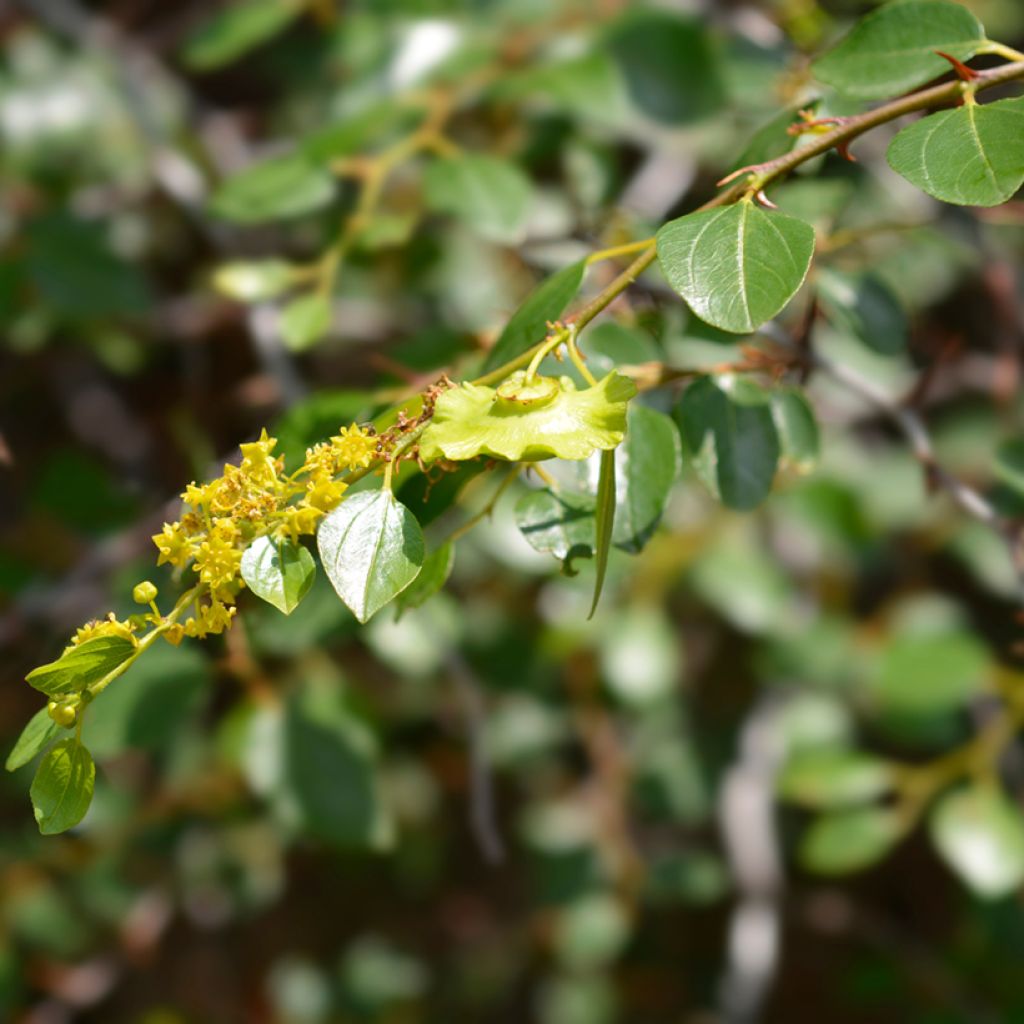 Kruunujujuba - Ziziphus spina-christi