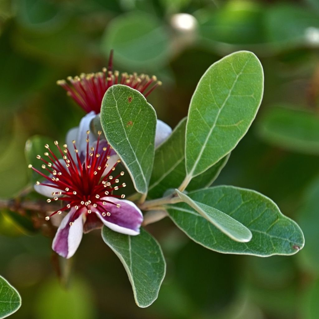 Feijoa - Acca sellowiana