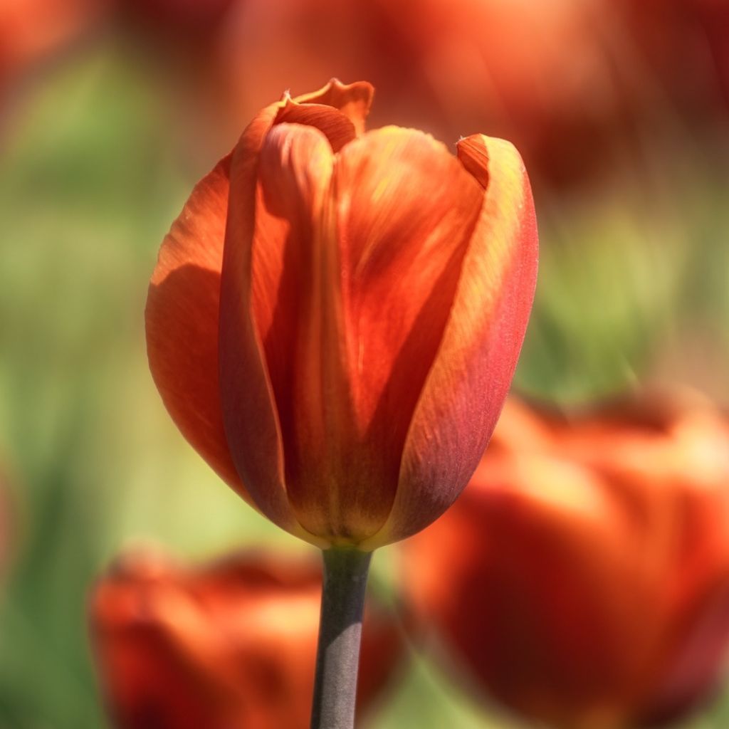 Triumftulppaani Brown Sugar