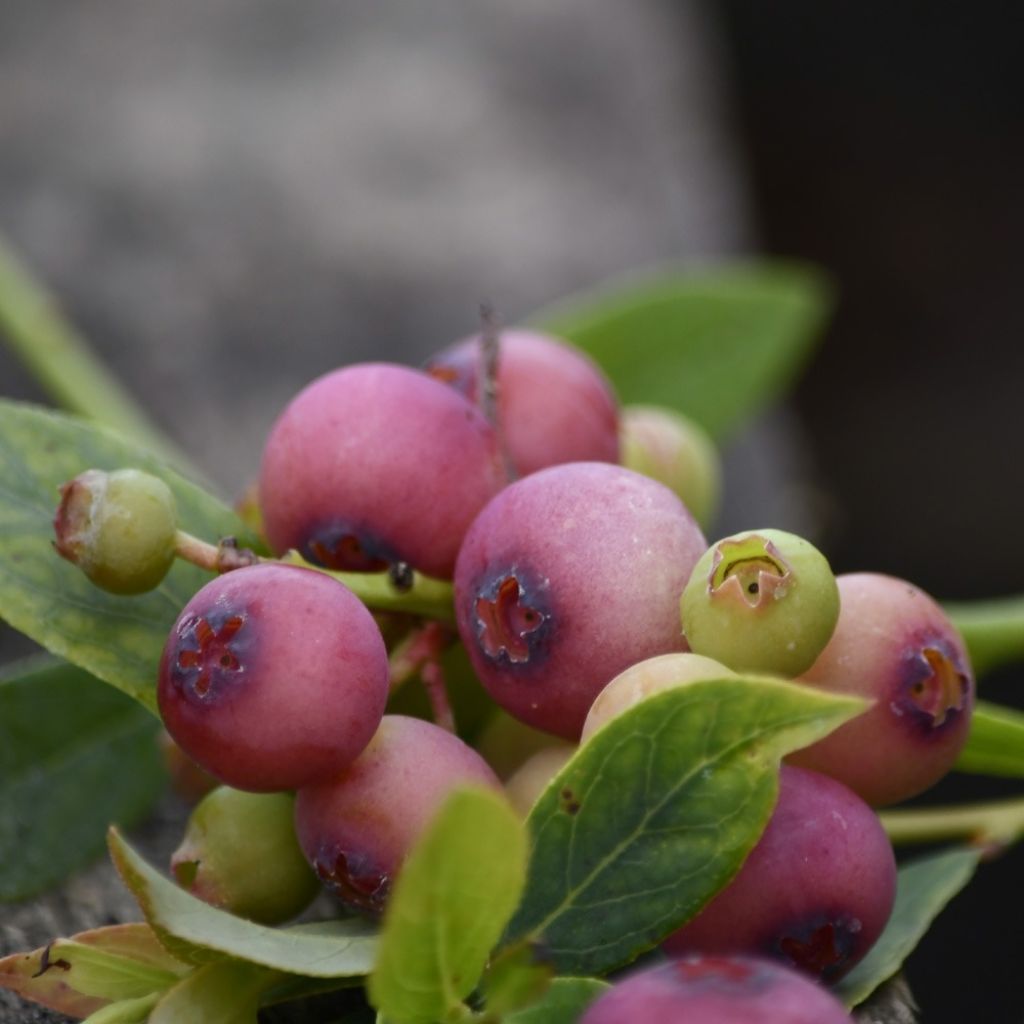 Pensasmustikka Pink Lemonade