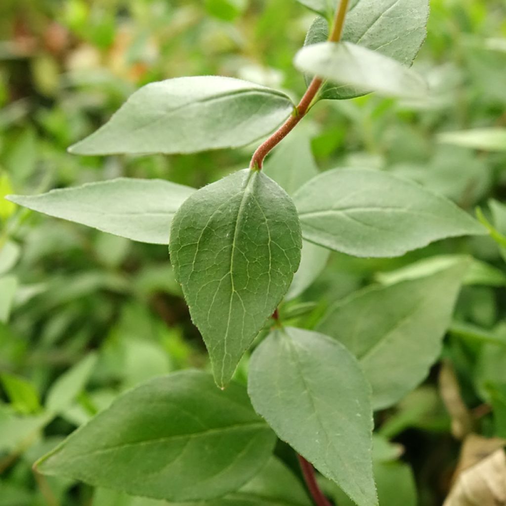 Abelia chinensis Autumn Festival