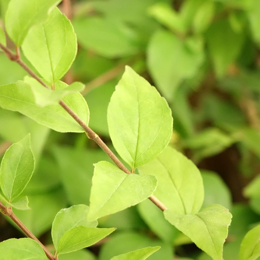 Abelia chinensis White Surprise