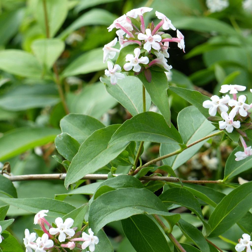 Tuoksuabelia Monia