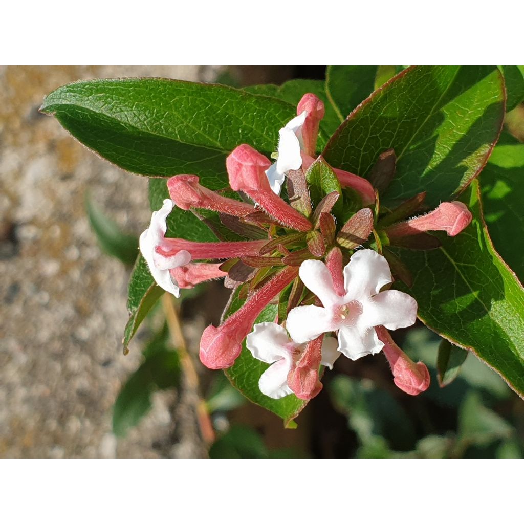 Tuoksuabelia Monia