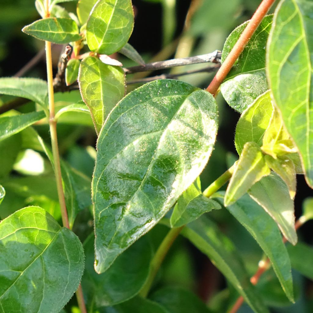 Abelia grandiflora Pink Pong