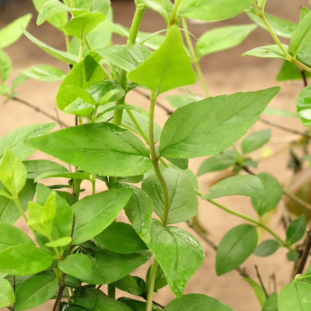 Abelia chinensis Raspberry Profusion