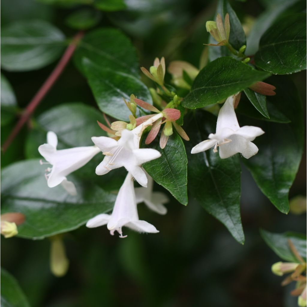 Abelia x grandiflora