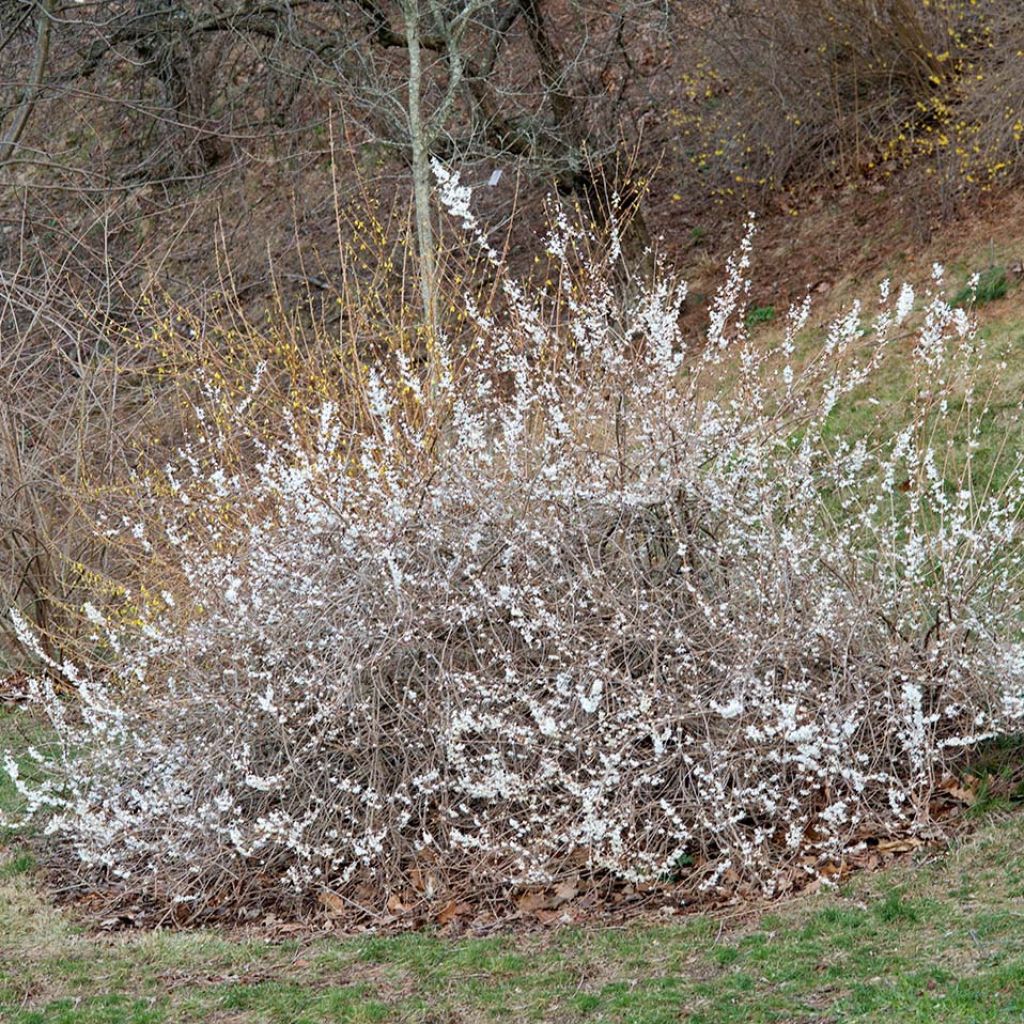 Vitipensas - Abeliophyllum distichum