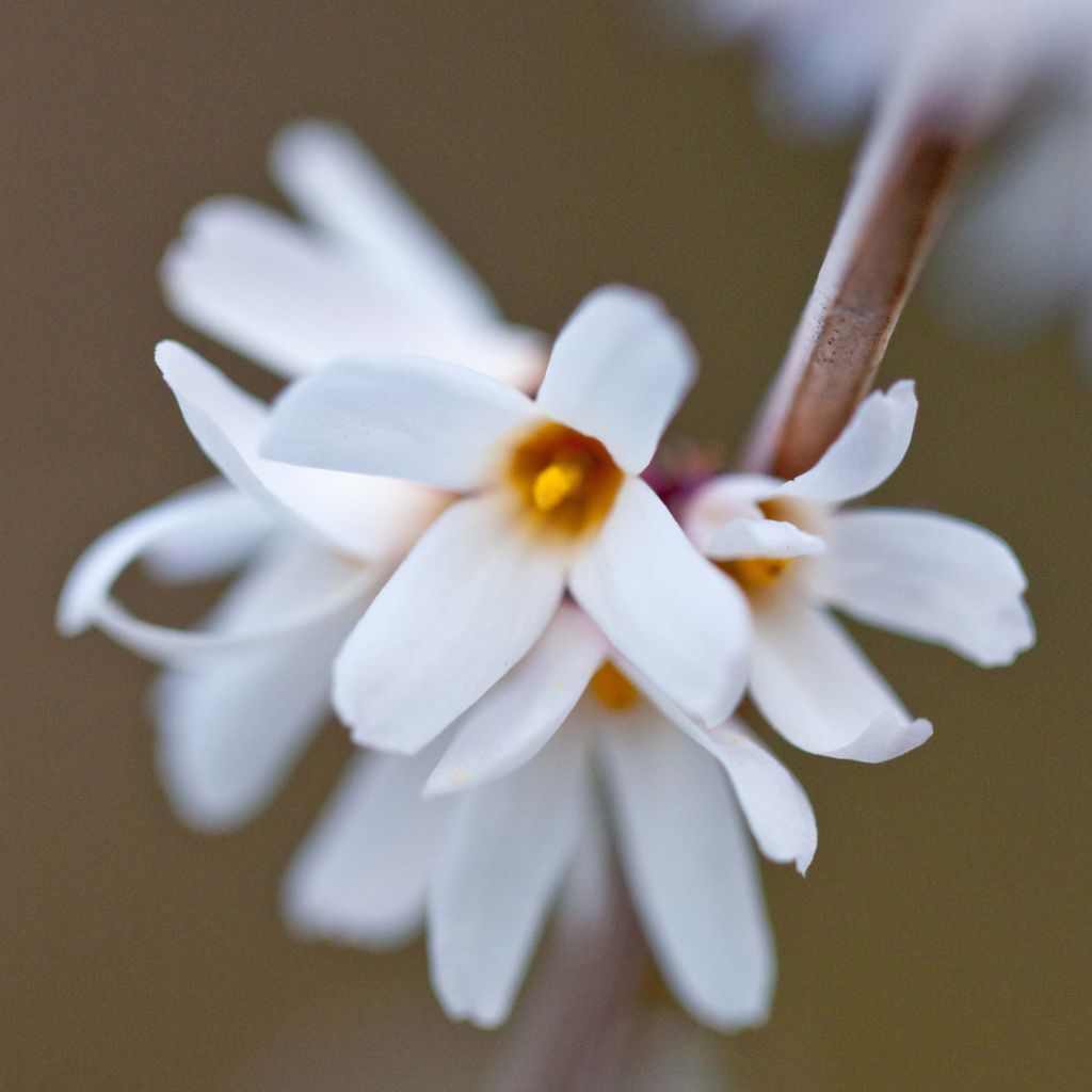 Vitipensas - Abeliophyllum distichum