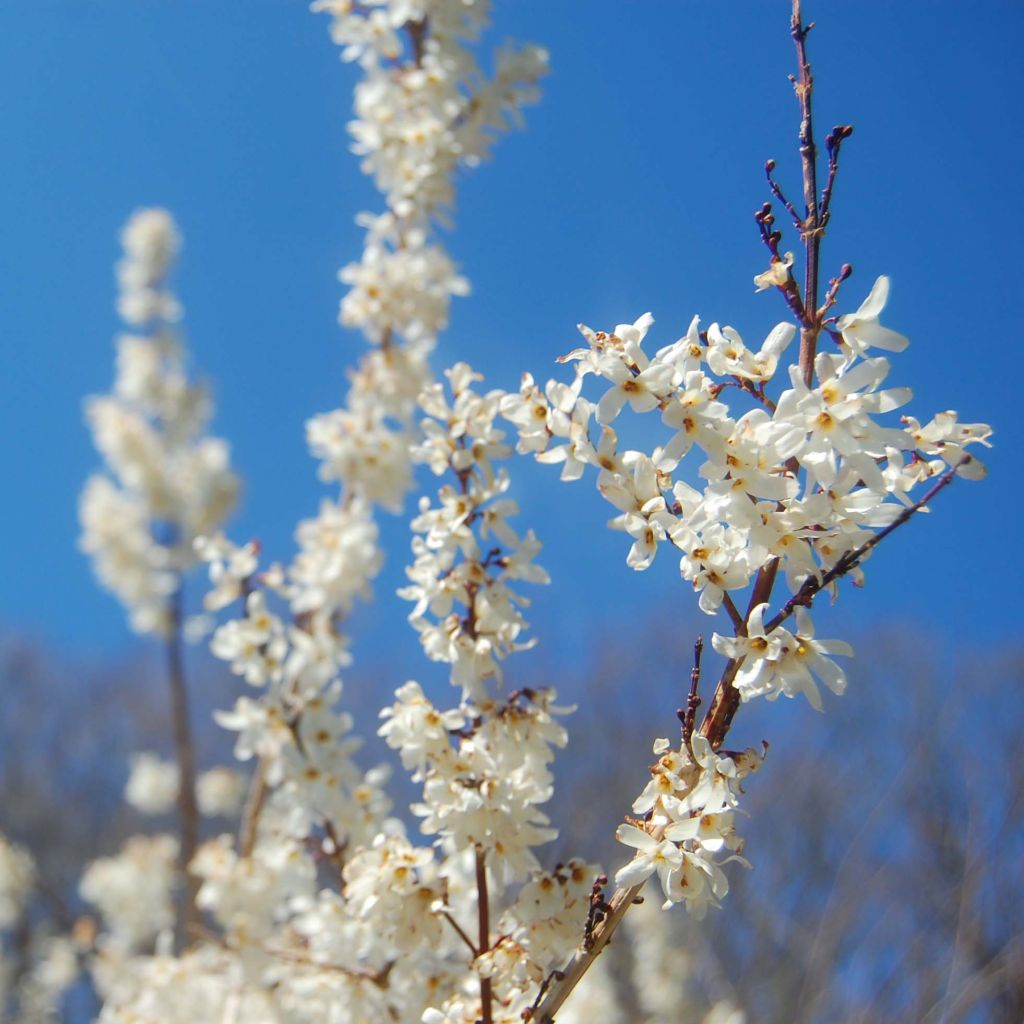 Vitipensas - Abeliophyllum distichum