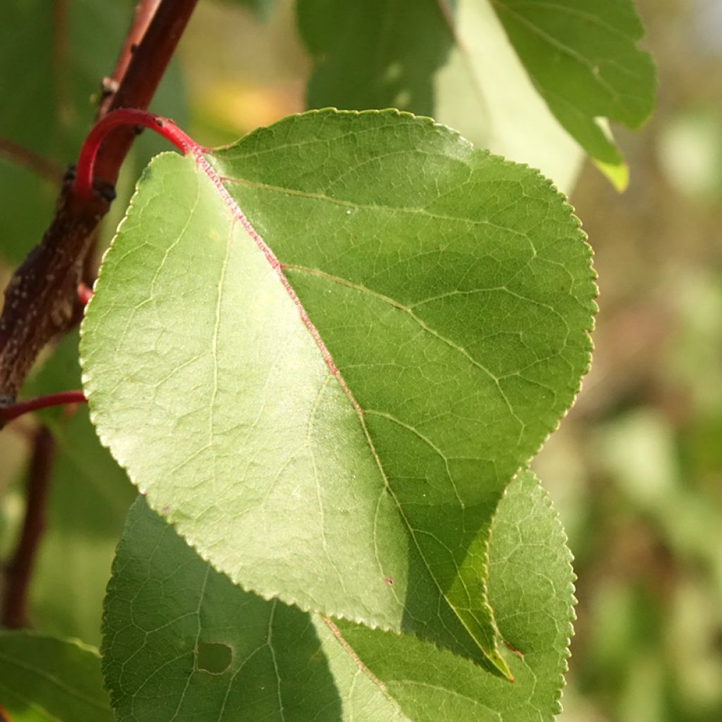 Aprikoosi Harcot