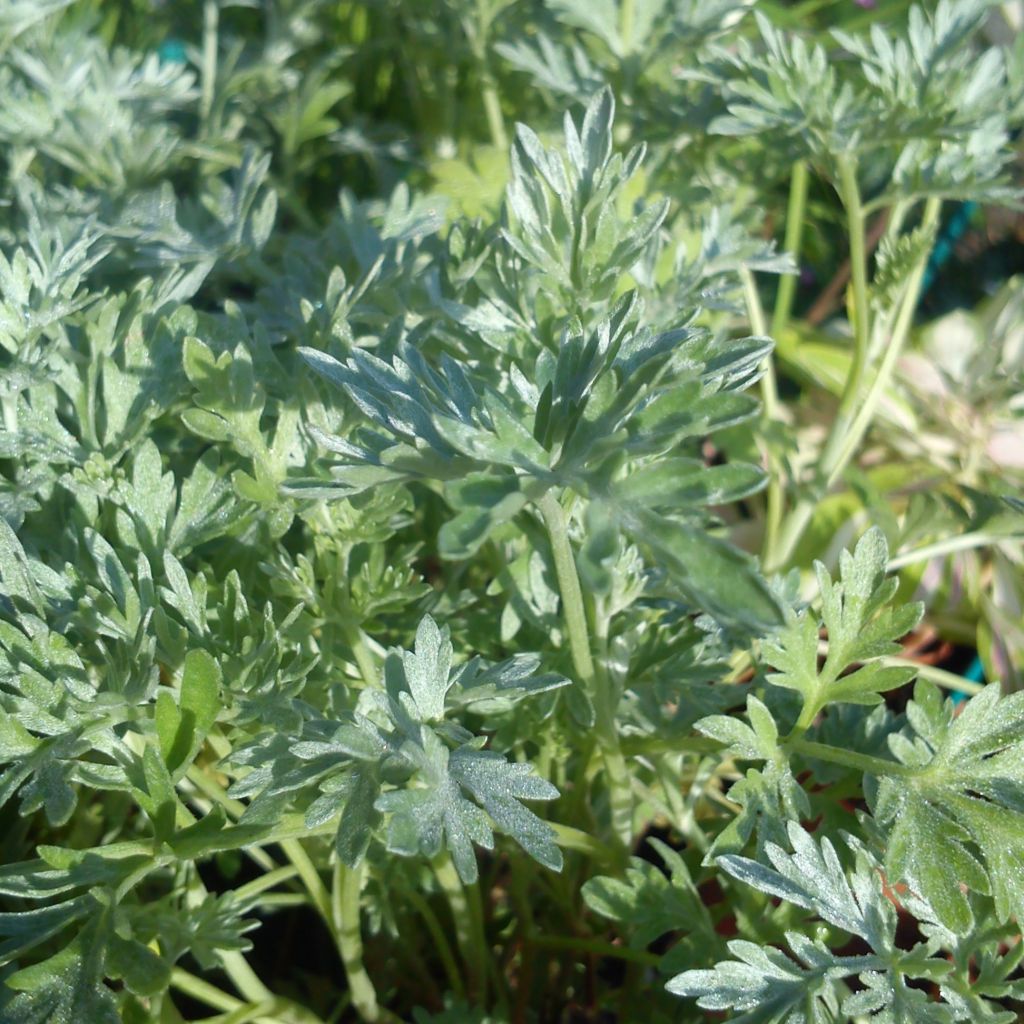 Mali luomu - Artemisia absinthium