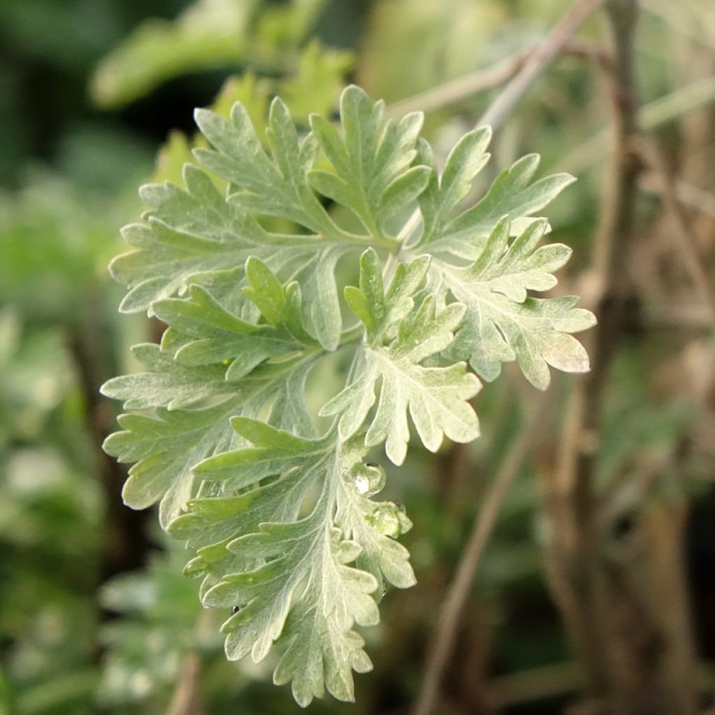 Mali - Artemisia absinthium