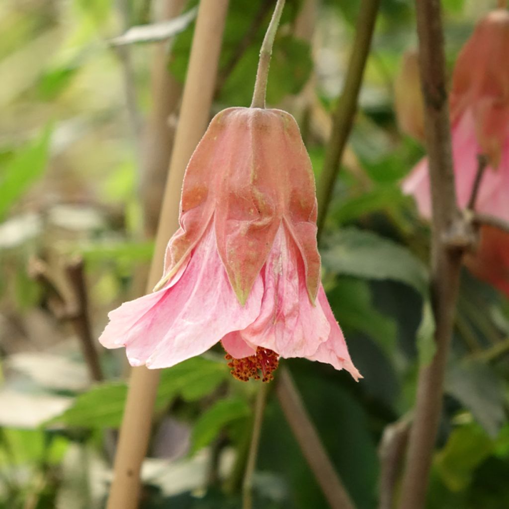 Vaahtera-aulio Pink Charm