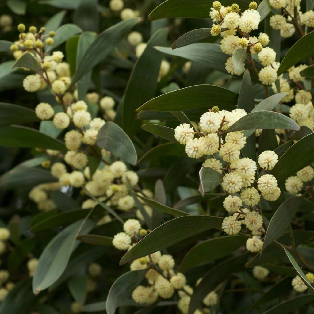 Mustapuuakaasia - Acacia melanoxylon