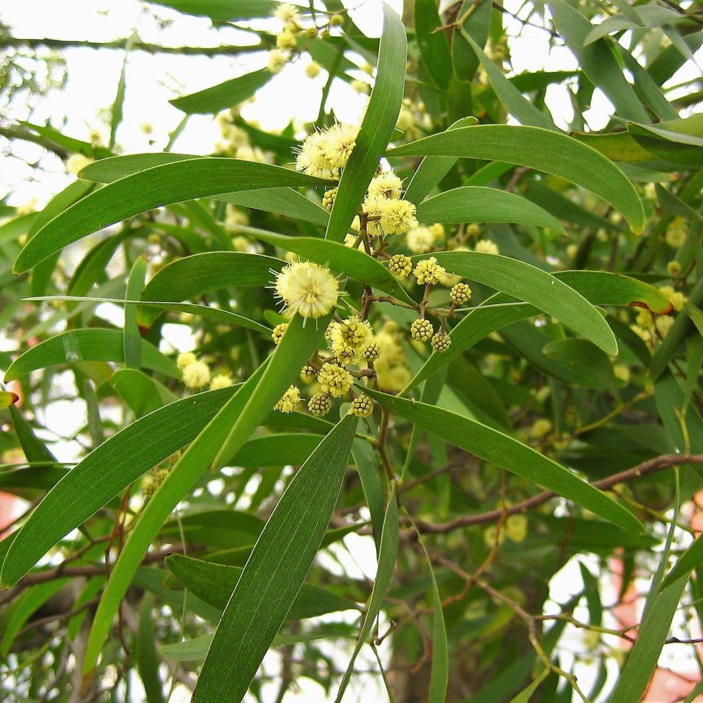 Mustapuuakaasia - Acacia melanoxylon