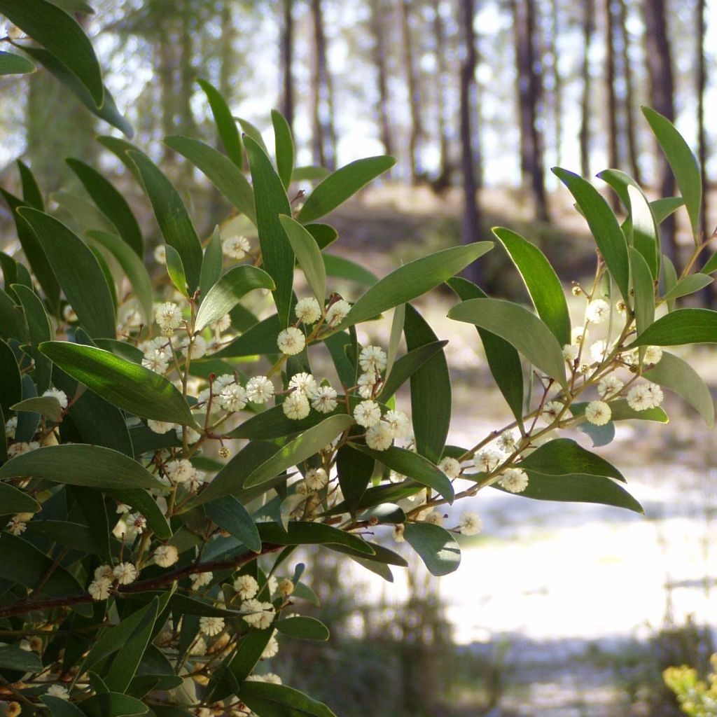 Mustapuuakaasia - Acacia melanoxylon