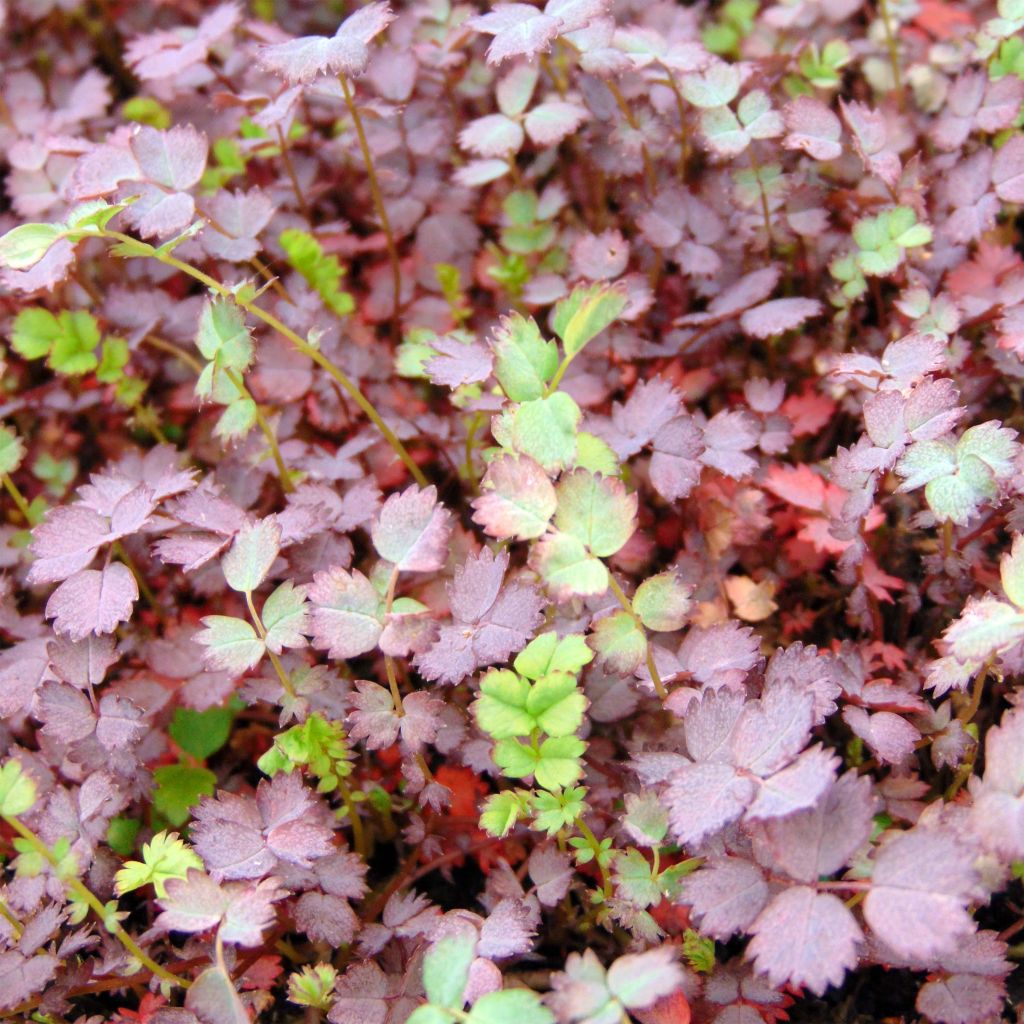 Akeena Purpurea