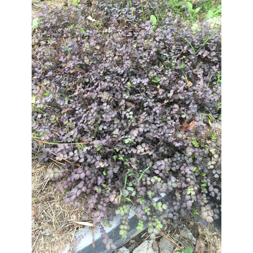 Akeena Purpurea