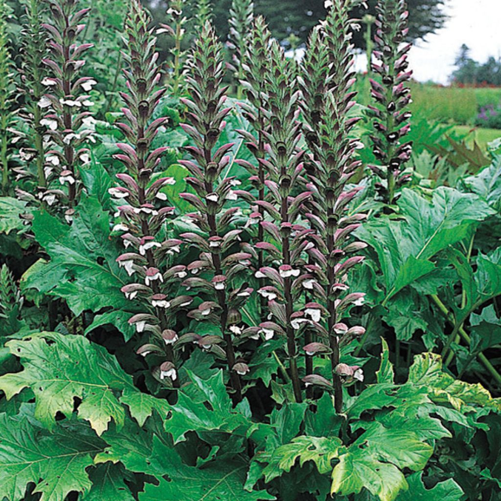 Kreikanakantti - Acanthus mollis