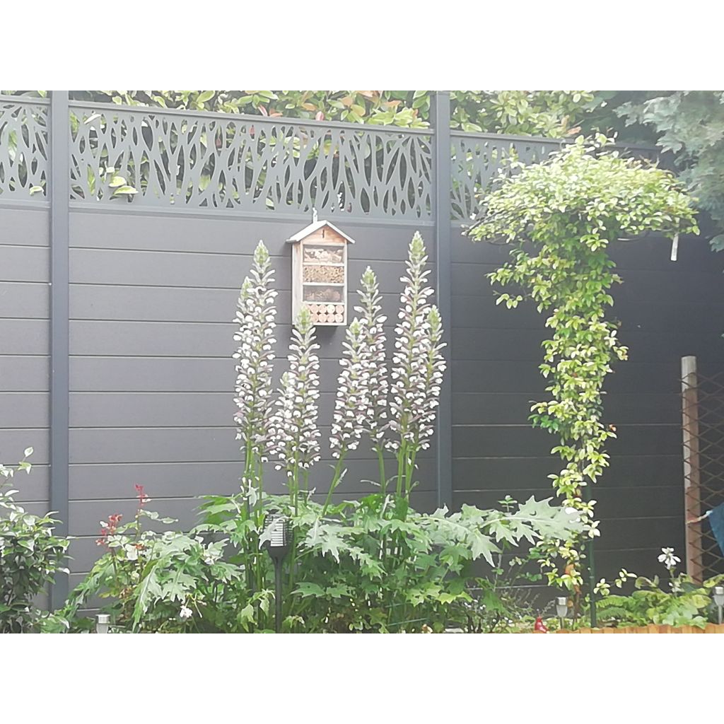 Balkaninakantti - Acanthus hungaricus