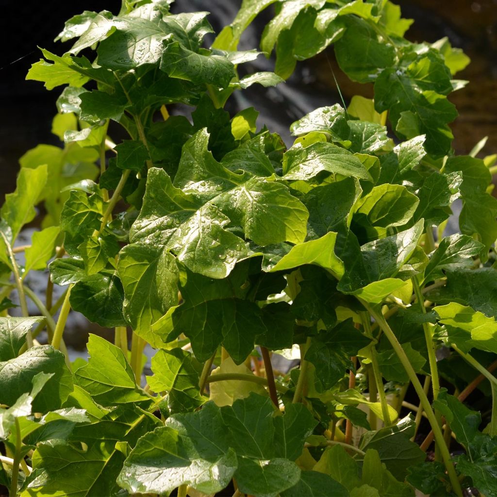 Kreikanakantti - Acanthus mollis