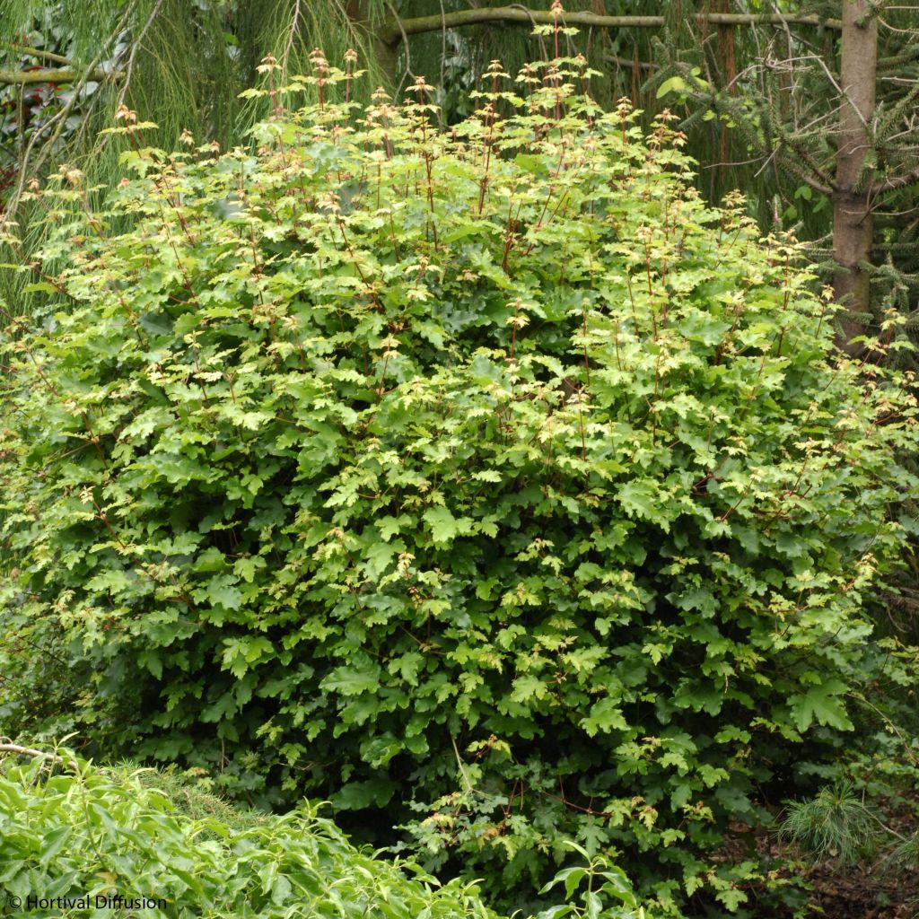 Niverävaahtera Nanum