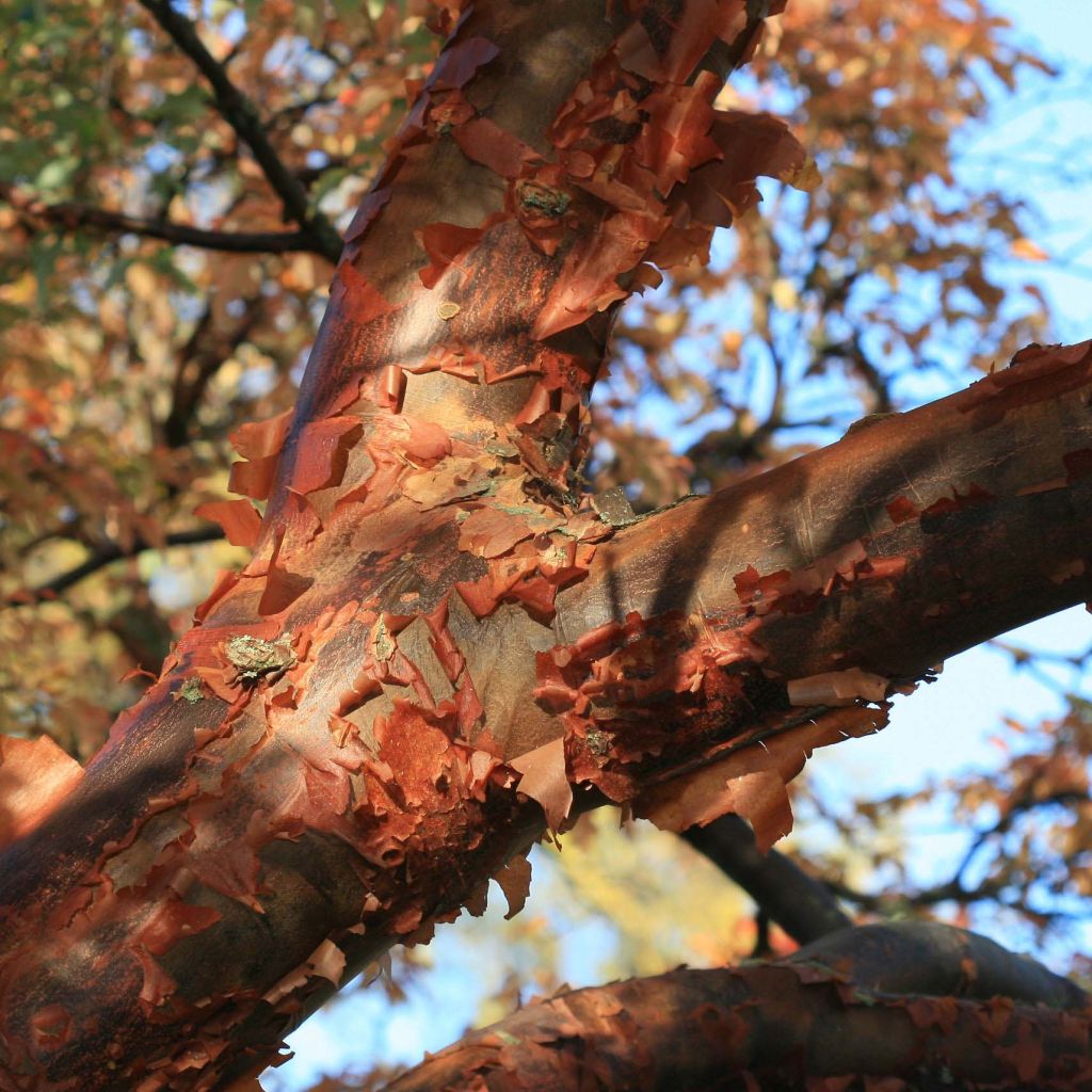 Kuparivaahtera - Acer griseum