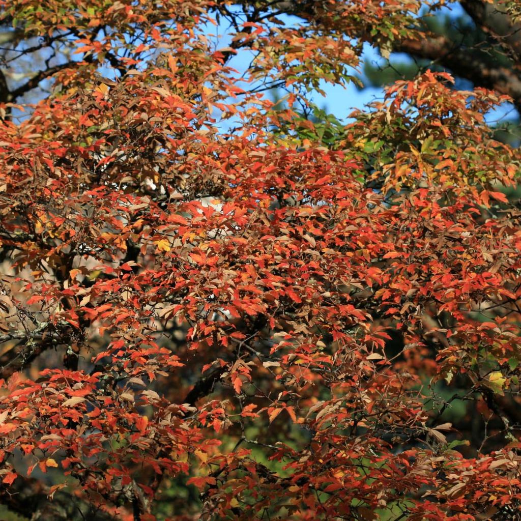 Kuparivaahtera - Acer griseum