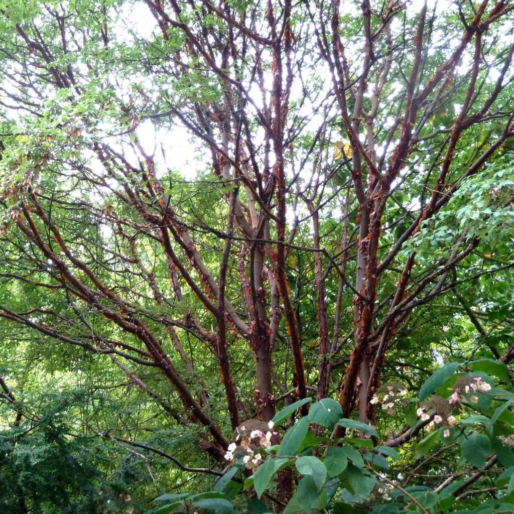 Kuparivaahtera - Acer griseum