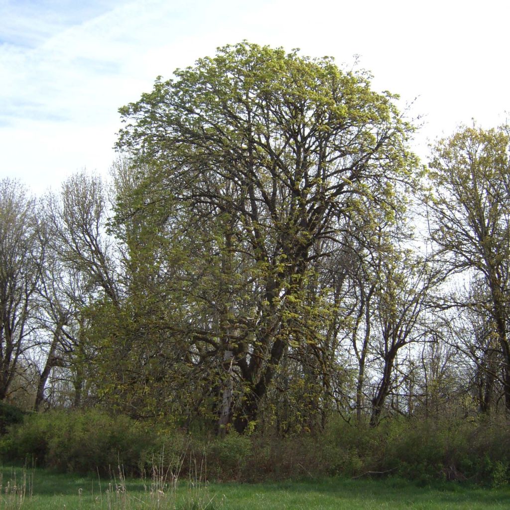 Oregoninvaahtera - Acer macrophyllum