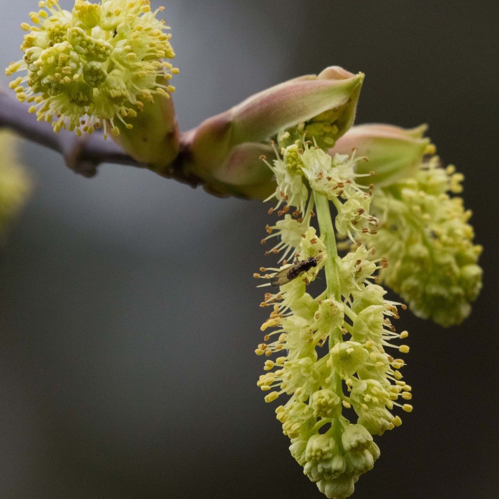 Oregoninvaahtera - Acer macrophyllum