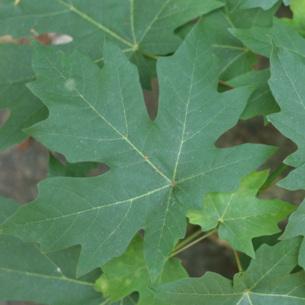 Oregoninvaahtera - Acer macrophyllum