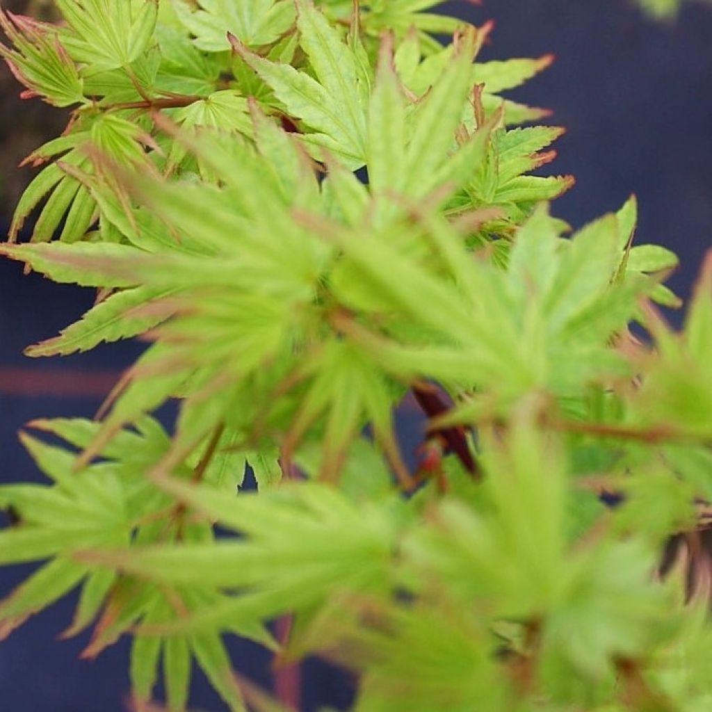 Japaninvaahtera Berry Broom