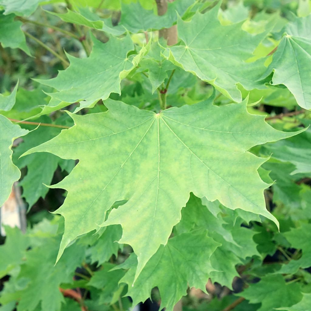 Metsävaahtera Columnare
