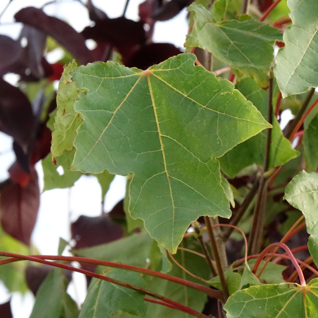 Metsävaahtera Stollii