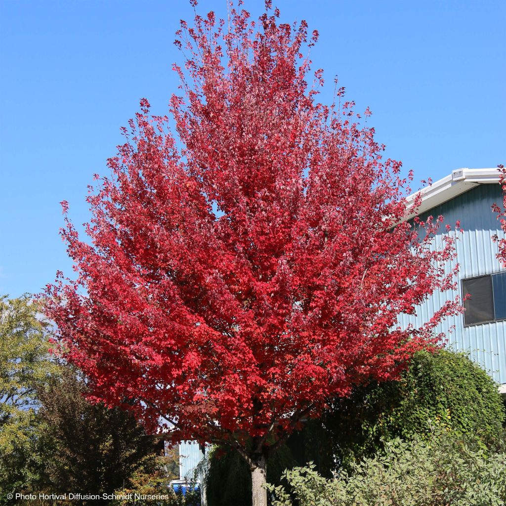Punavaahtera Redpointe