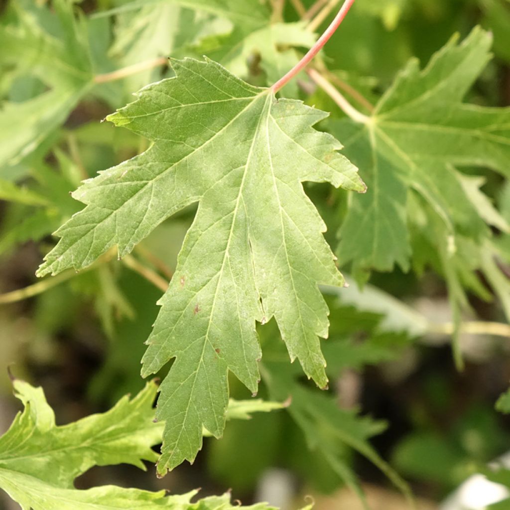 Hopeavaahtera Laciniatum Wieri