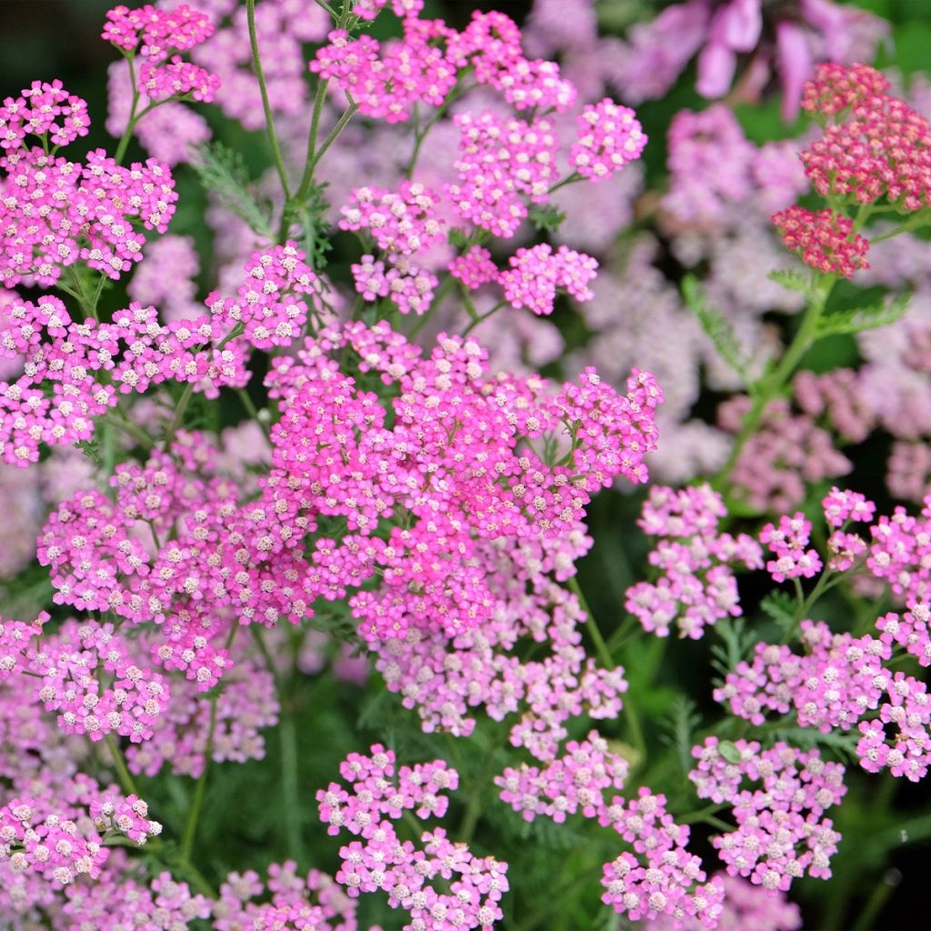 Siankärsämö Cerise Queen