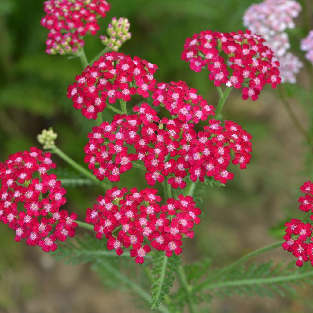 Siankärsämö Cerise Queen